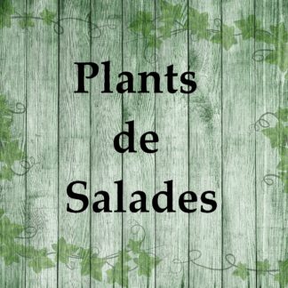 Plants de Salades