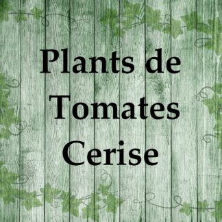 Plants de Tomates Cerise